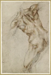 Nøgen mandlig Torso